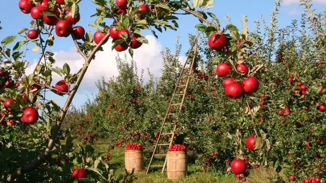 plantare ingrijire pomi fructiferi